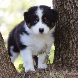 Lantana (Tana) - Black tri female Miniature Australian Shepherd puppy in Weatherford, Texas from Ridgestar Aussies