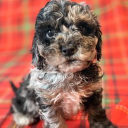Cockapoo and Goldendoodle Puppies from Jax Doodles