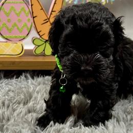 Bernedoodles, Cavapoos, Cockapoos, and Poodles from Cavapoo Acres