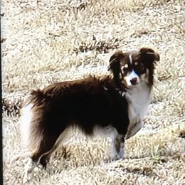 Stella - Toy Australian Shepherd