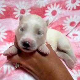 AKC Eleanor - White female Siberian Husky puppy in Centreville, Maryland from Huskies By the Bay