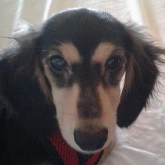Sho-me - Dachshund