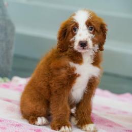 Red - Red male Bernedoodle puppy in Dundee, Ohio from Down Home Doodle