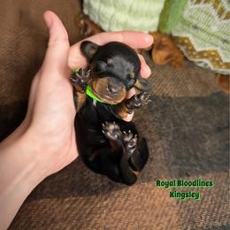 Kingsley - Black and tan male Dachshund puppy in Wooldridge, Missouri from Royal Bloodline Canines