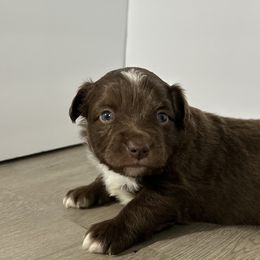 Brownie - Red & white male Miniature Australian Shepherd puppy in Reidsville, North Carolina from Cherry Grove Kennel