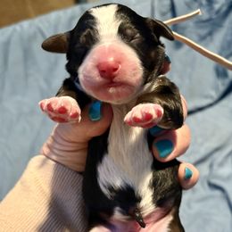 Tan boy tri - Tri-color Bernedoodle puppy in Lake, Michigan from 3 King Doodles & Poodles