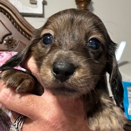 Charity - Dapple female Dachshund puppy in Griffin, Georgia from Always Trippin' Doxie Life