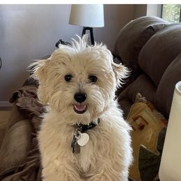 Maltipoo Puppies from Maltipoo_vegas