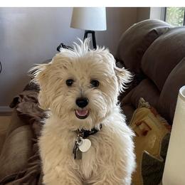 Maltipoo Puppies from Maltipoo_vegas