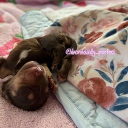 Cherié- 5000 - Chocolate and cream female Dachshund puppy in Summerfield, Florida from Dachshundly Perfect