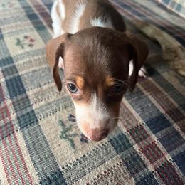 Boy 3 - Chocolate and tan male Dachshund puppy in Michigan from Amberly's Dachshunds