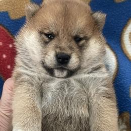 John - Red male Shiba Inu puppy in Milton, Florida from Moonlight Shibas
