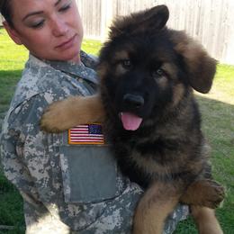 German Shepherd Puppies from Guamany K9 Vomhaus