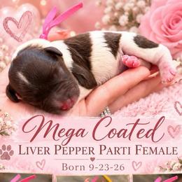 Millie - Parti female Miniature Schnauzer puppy in Magalia, California from NorCal Schnauzers