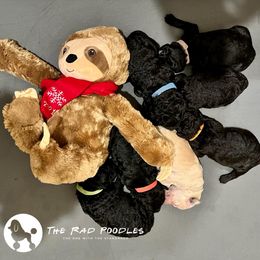 Poodle Puppies from The Rad Poodles
