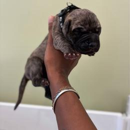 Manhattan - Brindle male Great Dane puppy in Marble Falls, Texas from Notorious Great Danes