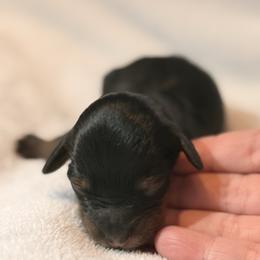Girl 1 - Tri-color female Bernedoodle puppy in Anchorage, Alaska from Cascade Country Doodles