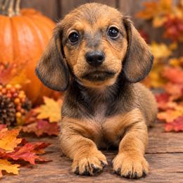 Dustin - Red male Dachshund puppy in Sulphur Springs, Texas from Waggin Beach Paradise Doxies