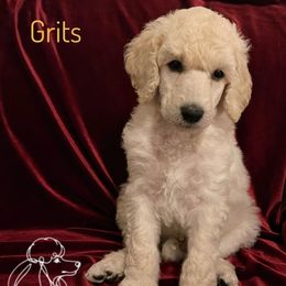 Grits - White male Poodle puppy in Arlington, Tennessee from Golden Hour