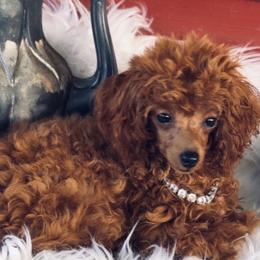 French Bulldogs, Maltese, and Poodles from SilverLining highlands and hounds