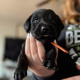 Orange Male - Black male Labrador Retriever puppy in Moore, Oklahoma from Okiehuntinboyz Labrador Retrievers