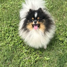 Loki - Pomeranian
