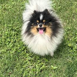 Loki - Pomeranian