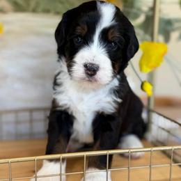 Alexa - Tri-color female Bernedoodle puppy in Yuciapa, California from AlltheDoodlez_