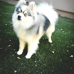 Pucker Putz - Pomsky