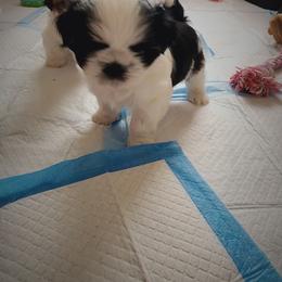 Shih Tzu Puppies from Shih Tzu Kennels