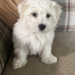 Coton de Tulear All Grown Up from My Sweet Cotons