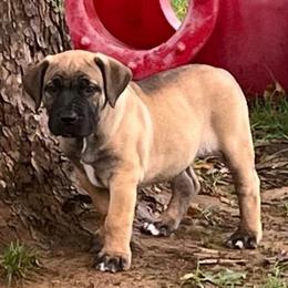 Sprig - Brown female Boerboel puppy in Guysville, Ohio from Fueled Kennel
