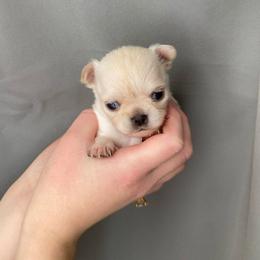 Boy 2 - Cream and white male Chihuahua puppy in North Ridgeville, Ohio from Happy Pups