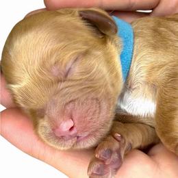 Blue - Red male Australian Labradoodle puppy in Upland, California from Kings Labradoodles
