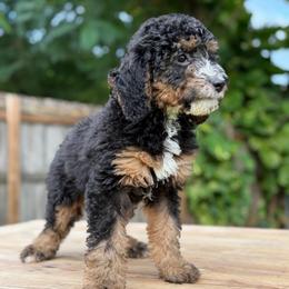 Denali (Yellow Collar) - Tri-color female Bernedoodle puppy in Palmetto Bay, Florida from SOMIDOODLES