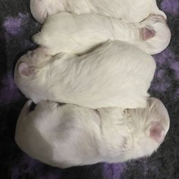 Foxy - White female Maltese puppy in Billingsley, Alabama from Euphoria Maltese
