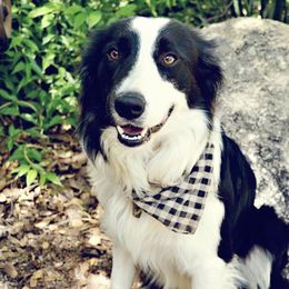 Bliz - Border Collie