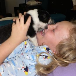 Australian Shepherd, Miniature American Shepherd, Miniature Australian Shepherd, and Toy Australian Shepherd Puppies from Painted Blue Aussies