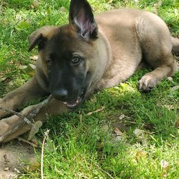 German Shepherd Puppies from Alte Schule Shepherds