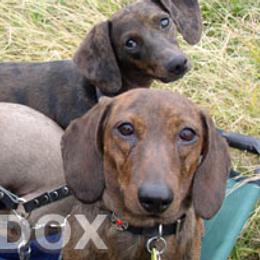 Dachshunds from Eridox Dachshunds