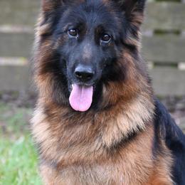2x V1 RO Guapa von der Blaro IGP1, KKL 24-25' - Black and red female German Shepherd puppy in Nacogdoches, Texas from Vom Hausgladfel