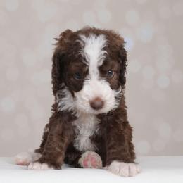 Odin - Brown male Bernedoodle puppy in Guthrie, Oklahoma from Edmond Doodles, LLC