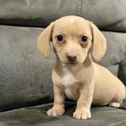 Cream-Red Girl - Cream female Dachshund puppy in California from Wild Weenies - Dachshund Ranch
