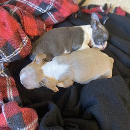 Boston Terrier and French Bulldog Puppies from High Plains