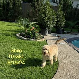 Aussiedoodle and Goldendoodle Puppies from Gray Doodles