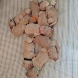 "Goldendoodles born 2/6/2020" Goldendoodle, Golden Retriever, and Sheepadoodle Puppies from Guppy Puppies