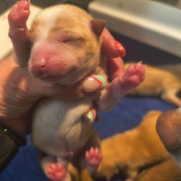 Fm2 - Cream female Shiba Inu puppy in Maxwell, New Mexico from khshibas-khpugs