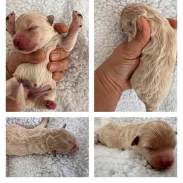 Girl 3 - Apricot female Maltipoo puppy in Denair, California from 209PuppiesCaliforniaMaltipoo