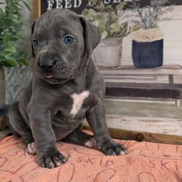 Harper - Blue female Great Dane puppy in Carencro, Louisiana from Halsey Danes