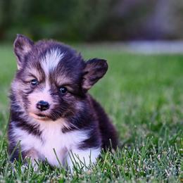 Kraken - Black and tan male Pembroke Welsh Corgi puppy in Mona, Utah from Sorensen Corgis